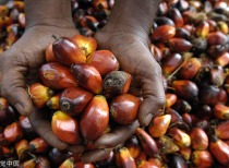 棕榈油价格一季度将见顶？